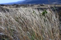 (빅아일랜드 힐로) 바람이 들려주는 생명의 이야기 