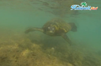 포이푸 비치에서 거북대왕님을 알현하다.