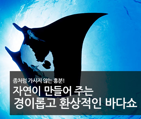 만타레이 Night 스노클링