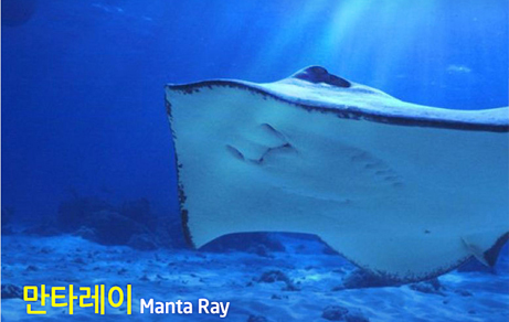 만타레이 Night 스노클링