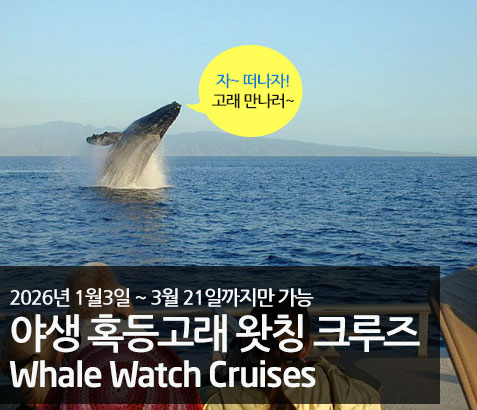 야생 혹등고래 왓칭 크루즈
