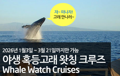 야생 혹등고래 왓칭 크루즈