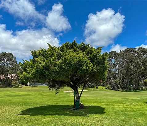 볼케이노 골프 클럽